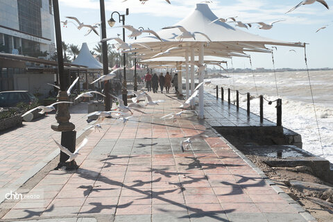 شالوها، مهمانان فصلی خلیج‌فارس هستند که با حضورشان ساحل را زنده‌تر و آسمان این شهر را شاعرانه‌تر می‌کنند.