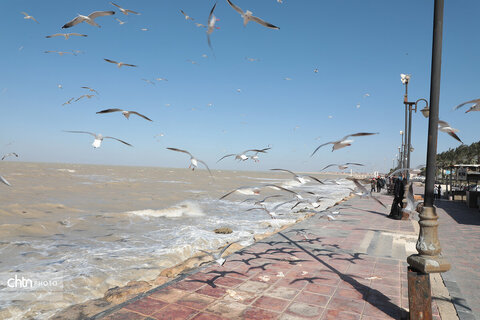 شالوها، مهمانان فصلی خلیج‌فارس هستند که با حضورشان ساحل را زنده‌تر و آسمان این شهر را شاعرانه‌تر می‌کنند.