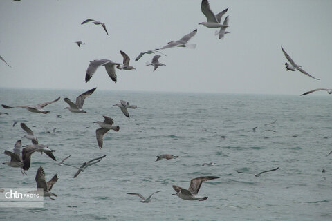 شالوها، مهمانان فصلی خلیج‌فارس هستند که با حضورشان ساحل را زنده‌تر و آسمان این شهر را شاعرانه‌تر می‌کنند.