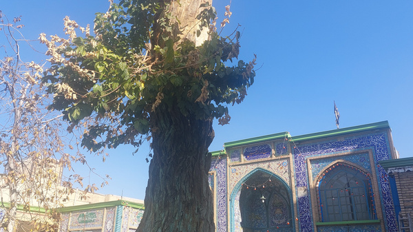 درخت کهنسال شاهزاده حسین(ع) جان می‌گیرد