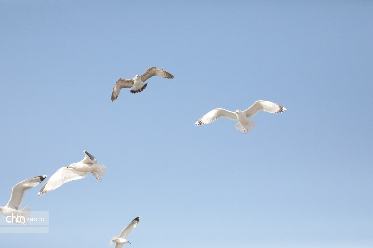 شالوها، مهمانان فصلی خلیج‌فارس