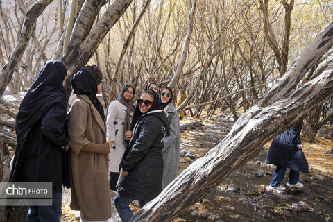 قطار گردشگری