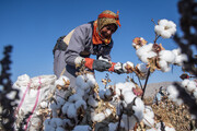 برداشت پنبه از مزارع سملقان