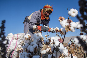 برداشت پنبه از مزارع سملقان
