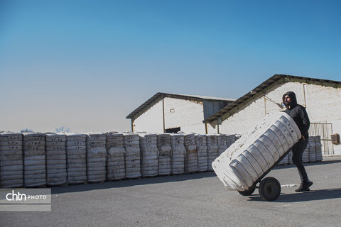 برداشت پنبه از مزارع سملقان