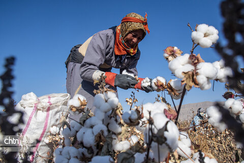 برداشت پنبه از مزارع سملقان