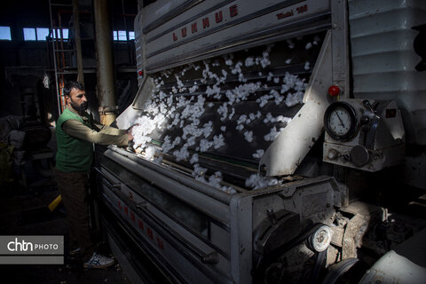 برداشت پنبه از مزارع سملقان