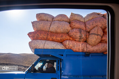 برداشت پنبه از مزارع سملقان