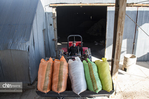 برداشت پنبه از مزارع سملقان