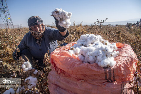 برداشت پنبه از مزارع سملقان
