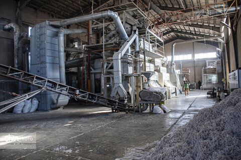 برداشت پنبه از مزارع سملقان