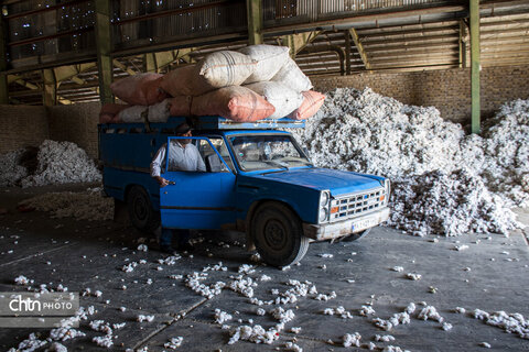 برداشت پنبه از مزارع سملقان