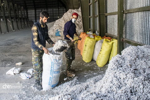 برداشت پنبه از مزارع سملقان