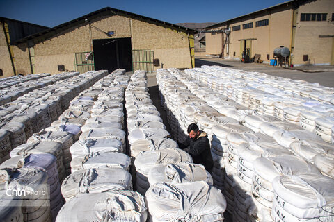 برداشت پنبه از مزارع سملقان