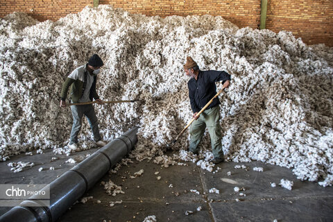 برداشت پنبه از مزارع سملقان