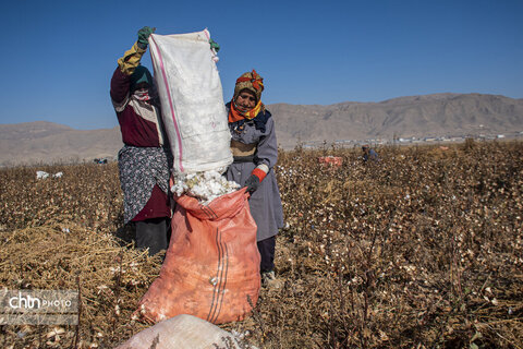 برداشت پنبه از مزارع سملقان