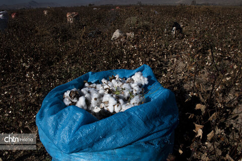 برداشت پنبه از مزارع سملقان