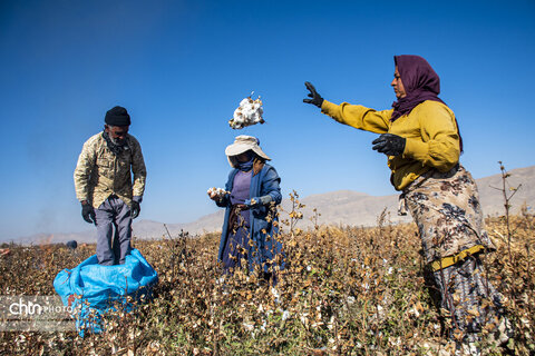 برداشت پنبه از مزارع سملقان