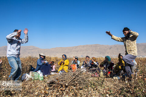 برداشت پنبه از مزارع سملقان
