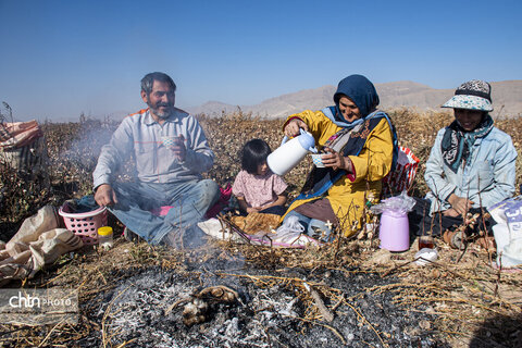 برداشت پنبه از مزارع سملقان
