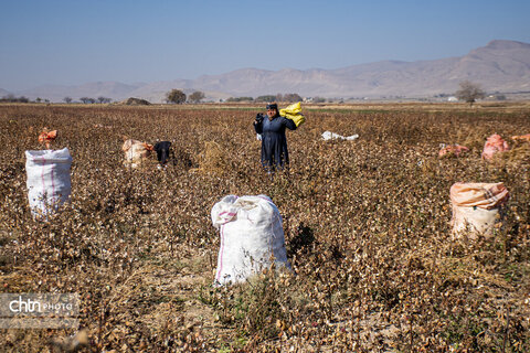 برداشت پنبه از مزارع سملقان