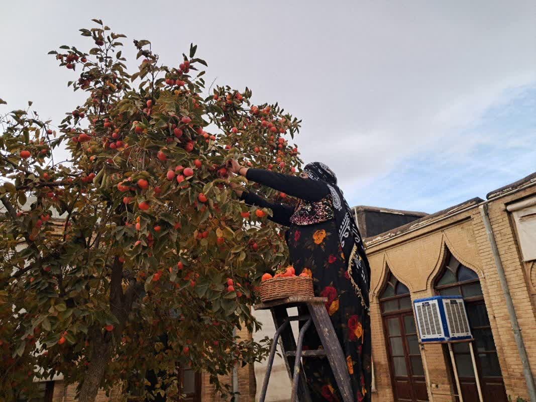 برگزاری نخستین جشنواره برداشت خرمالو از حیاط باغهای قدیمی نهاوند