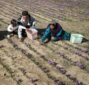 گردشگری کشاورزی؛ مسیر جدید توسعه روستاهای دزپارت با محور زعفران
