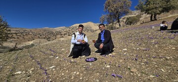 گردشگری کشاورزی؛ مسیر جدید توسعه روستاهای دزپارت با محور زعفران
