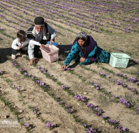 گردشگری کشاورزی؛ مسیر جدید توسعه روستاهای دزپارت با محور زعفران