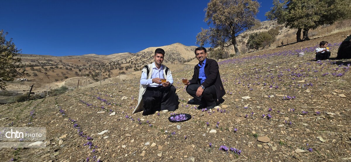 گردشگری کشاورزی؛ مسیر جدید توسعه روستاهای دزپارت با محور زعفران