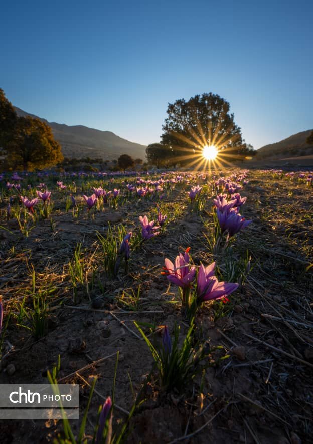 گردشگری کشاورزی؛ مسیر جدید توسعه روستاهای دزپارت با محور زعفران