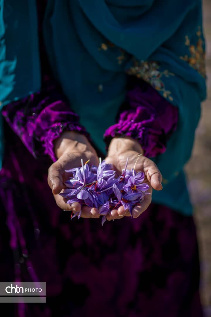 گردشگری کشاورزی؛ مسیر جدید توسعه روستاهای دزپارت با محور زعفران