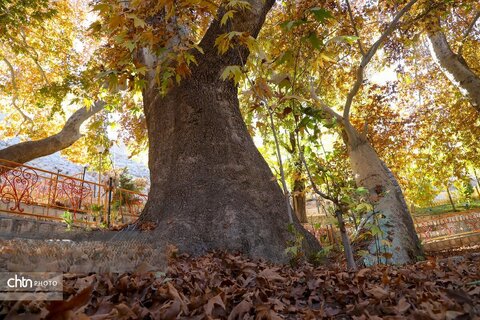 طبیعت پاییزی سیاسرد بروجن