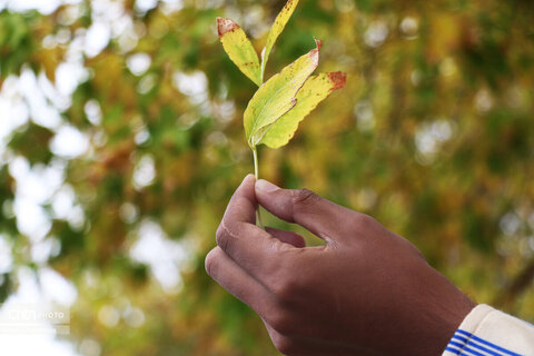 روز های آخر پاییز در تبریز