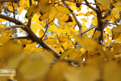 روز های آخر پاییز در تبریز