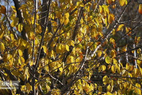 روز های آخر پاییز در تبریز