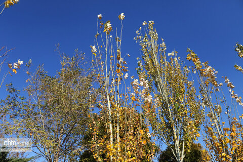 روز های آخر پاییز در تبریز