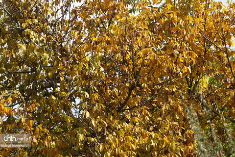 روز های آخر پاییز در تبریز