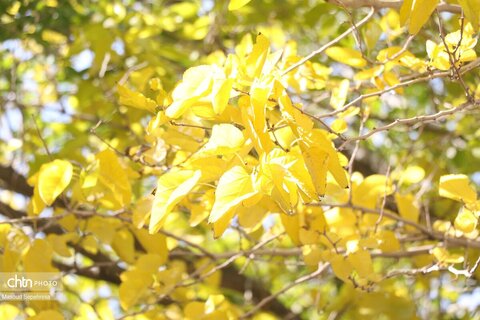 کلیسای سنت استپانوس جلفا در روزهای پاییزی