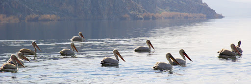 نقشه راه احیای تالاب ارژن تکمیل شد/ آغاز اقدام‌های میدانی برای نجات تالاب فارس