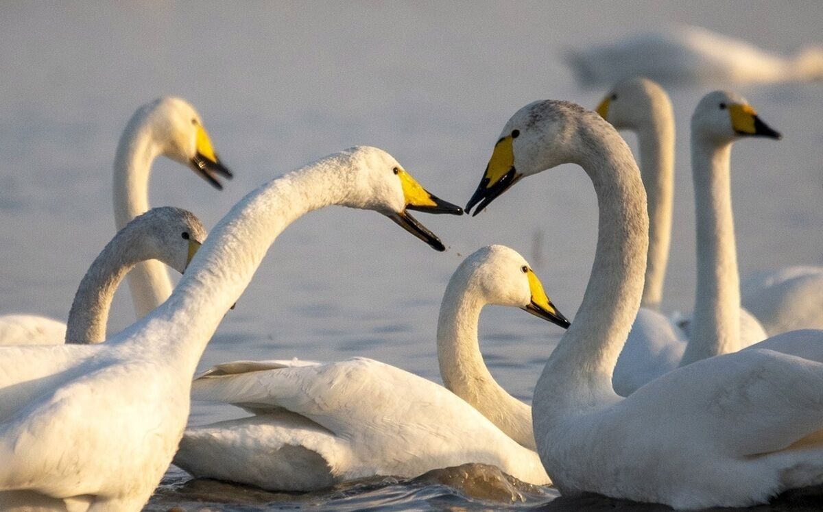 تالاب سولدوز نقده میزبان قوهای فریادکش 