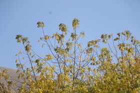 پاییز در میانه