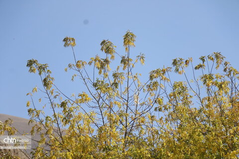 پاییز در میانه