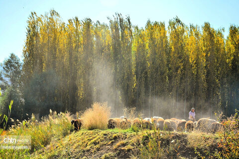پاییز زیبای نهاوند، شهر سراب‌های جوشان