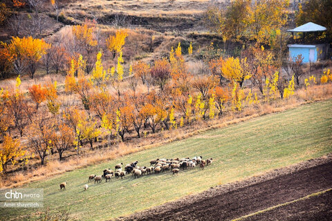 پاییز زیبای نهاوند، شهر سراب‌های جوشان