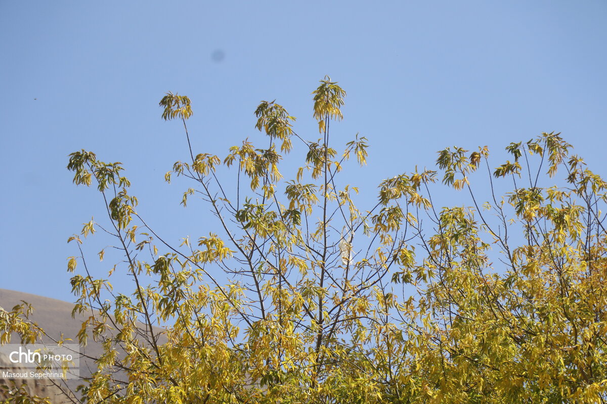 پاییز در میانه