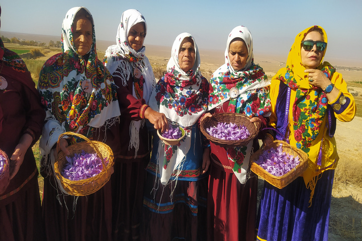 زعفران قلعه