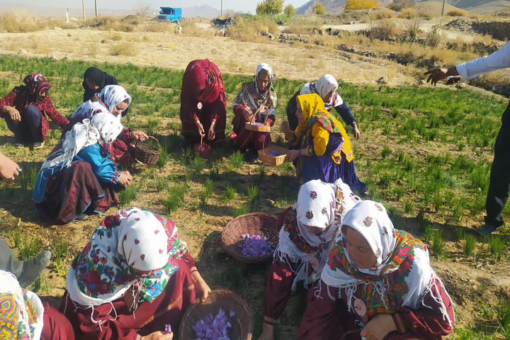 زعفران قلعه