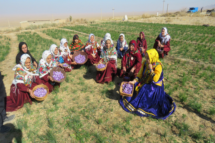 زعفران قلعه