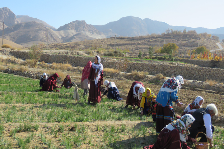 زعفران قلعه